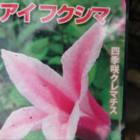 クレマチス.ぶどう