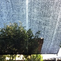 梅雨が明け、デッキの上に寒冷紗を懸ける