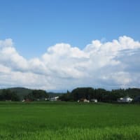 収獲作業に明け暮れる日々...