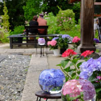 奈良　　般若寺　　紫陽花咲くころ　P３