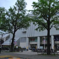 光が丘公園　イチョウ並木　　　18