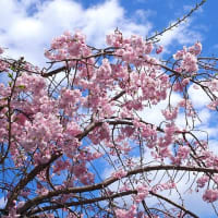 大岡川プロムナードの桜