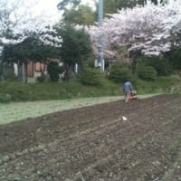 ジャガイモの土かけ中(^-^)  桜の木の下で(*^^*)