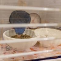 マルちゃんたくさん食べてました