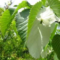 花フェスタ記念公園　第37回撮影会（5/12）