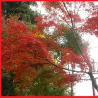 紅葉>^_^<
