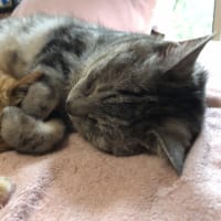いつかの５月☆６月のアトウラ