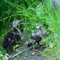 草を食べ始めたよ、カルガモの子ども。