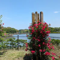 又々蜻蛉池公園&whatawonワタワン