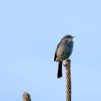 05/29探鳥記録写真-2：はまゆう公園の鳥たち（ガビチョウ、ウグイス、ホオジロ、カワラヒワ、）