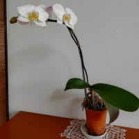 咲きました