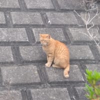 警察に被害届を出す予定です