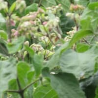 茄子漬漬けてみた