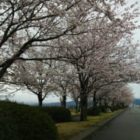 桜満開