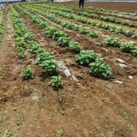 ４月２５日　本日は立川法人会におけるジャガイモ畑の草取り及び肥料散布、畝上げを行いました
