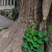 都会のキジバト