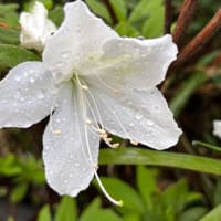 雨上がり