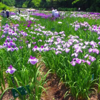 祭り７日目、令和７年６月１９日、見頃