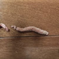 ねこ　よくぞ無事で…紐食べてた💦