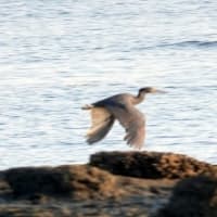 06/17探鳥記録写真：狩尾岬の鳥たち（クロサギの飛翔、岩礁上のミサゴ、トビの飛翔、）