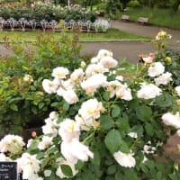 ５月１２日鶴舞公園テニスコート