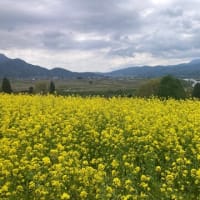 和菓子教室