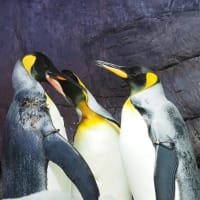 王様ペンギンの婚活　１