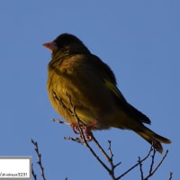野鳥撮影パート4