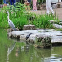 円山公園　散策　ピピチンワープ