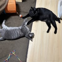 エアコンガス補充