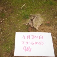モグラの穴