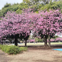 桜速報（笑）　　　ウオーキング