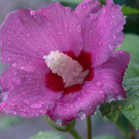 ●我が家の８月の花（2）  梅雨最後の雨に濡れ　四季咲き苺の花　ムクゲ（ピンク、ブルーバード）