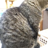 猫背