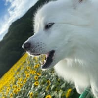 一周忌