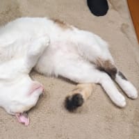 永遠の課題。仕事中で眠らないたいためにやること