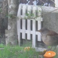 日常（植物＆野鳥）