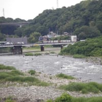 6/12 3回目の相模川鮎釣りだが喝水気味でイマイチかなー梅雨入り後のダム放水が少ないかなー❓