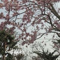 「四手辛夷の花が咲きました」　MY　GARDEN　2024.04.27日撮影