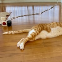 ６月２６日　あっちこっちで落ちてます