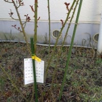 2025年3月9日 作業日バラ園に移植など、No2，No4の花