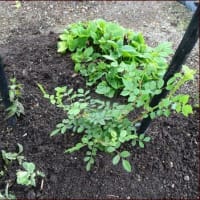 セリンセ咲く★花壇に野菜を植える