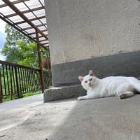 山梨県の温泉来てます。