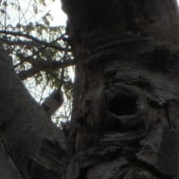 第6弾：シニアが見る目ン玉で笑われます。木々の妖精の顔。写真展ができちゃうかな。