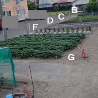２５年０６月１３日　　うごめく虫は何でしょうか？