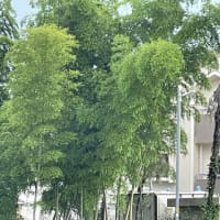 若竹