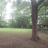曇天蒸し蒸しの陽気で汗をかく