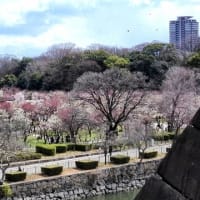 大阪城　梅林（２０２５年３月７日）動画