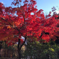 近くの高野台公園の紅葉