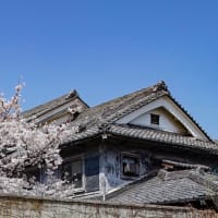 2023 網干の桜10選